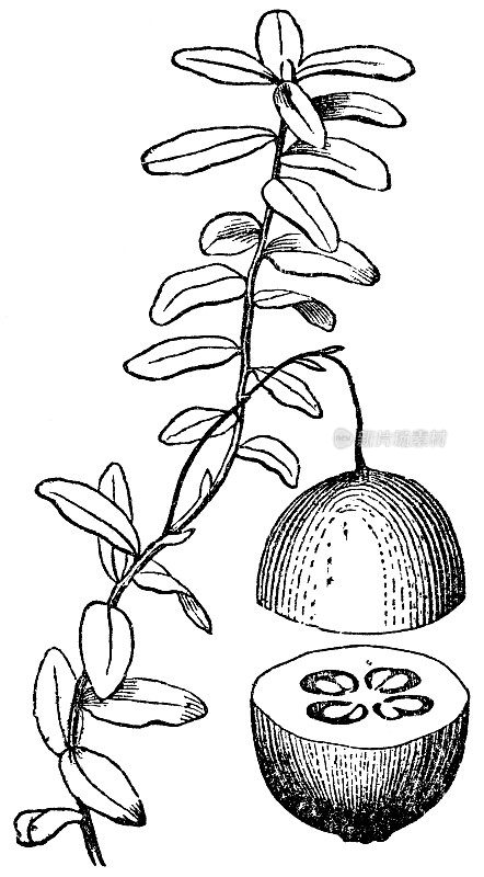 大蔓越莓果实(黑莓)和横截面- 19世纪